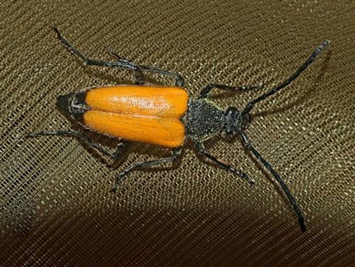 Réf. 362 014 : Stictoleptura fulva